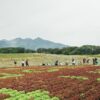 「読売新聞」にレタスアートが紹介